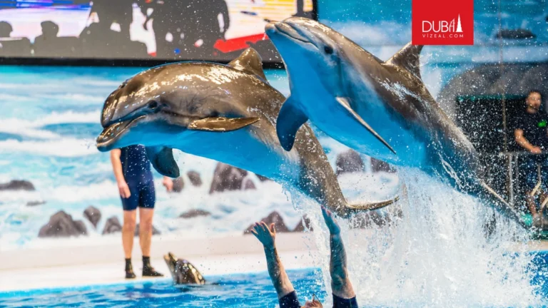 Dubai Dolphinarium Deneyimi Ailece Eğlenceli ve Etkileşimli Bir Gün